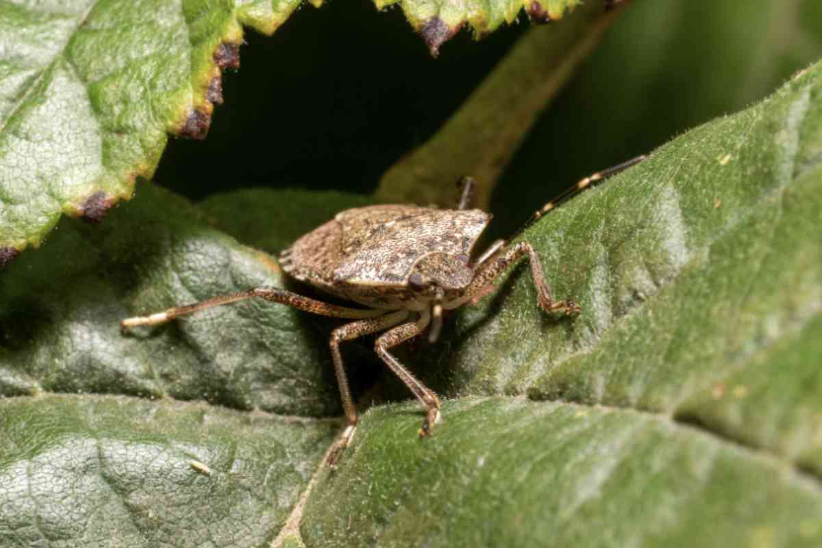 Cimici in casa